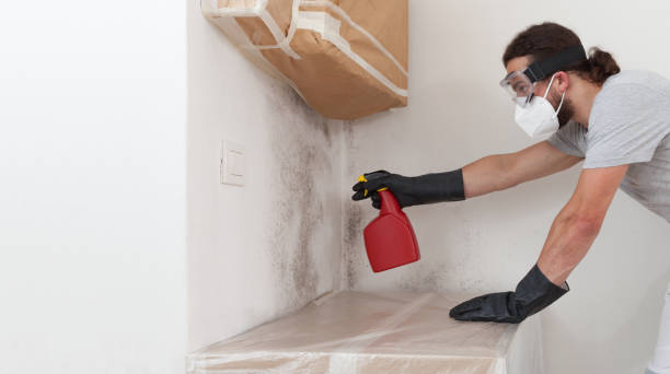 Professional Mold Removal technician working in Holliston, MA